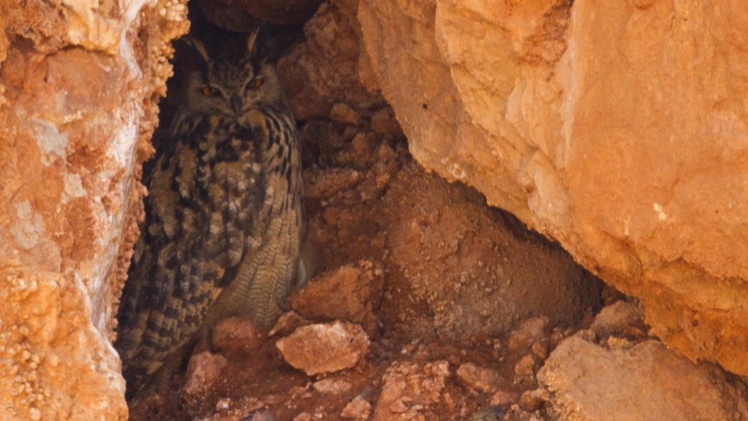 Eurasian Eagle-Owl
