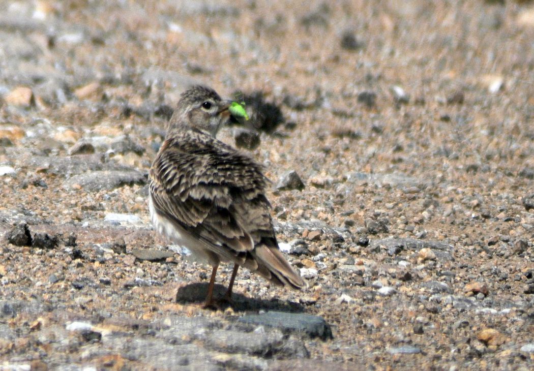 Greater Short-toed Lark