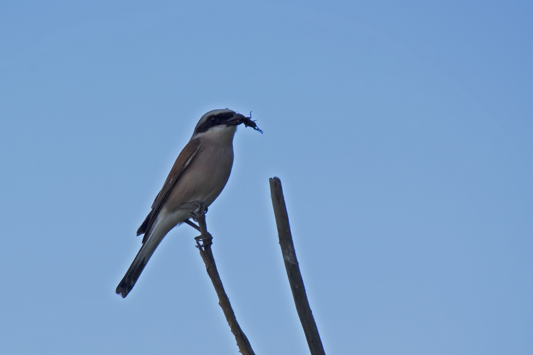 Red-backed Shrike