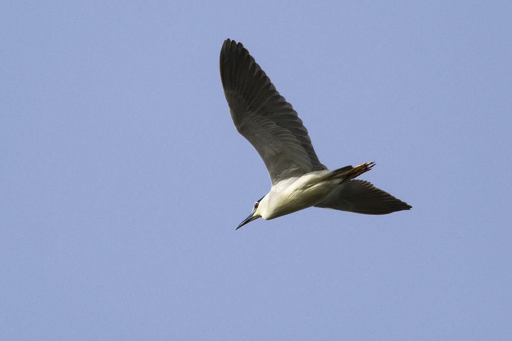 Black-crowned Night Heron