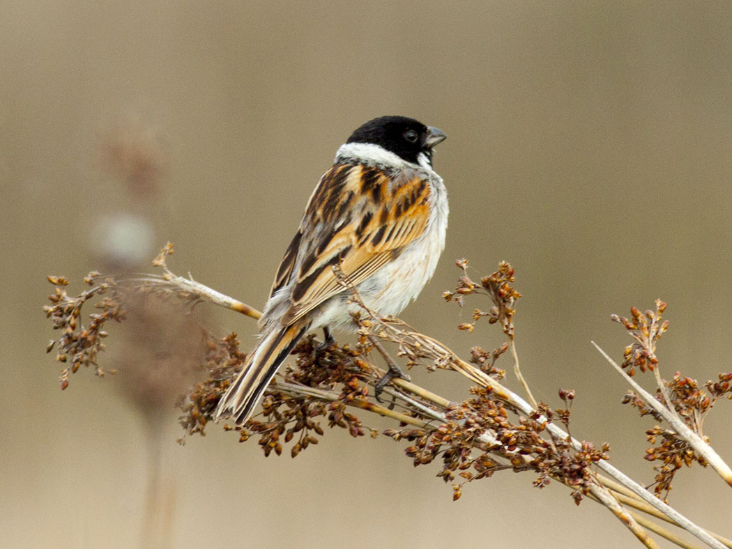 Common Reed Bunting