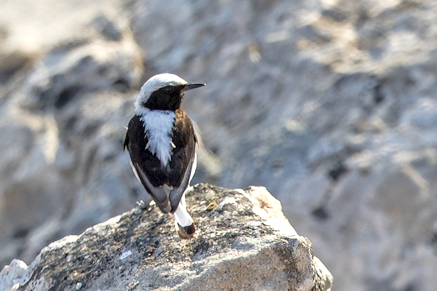 Finsch`s Wheatear