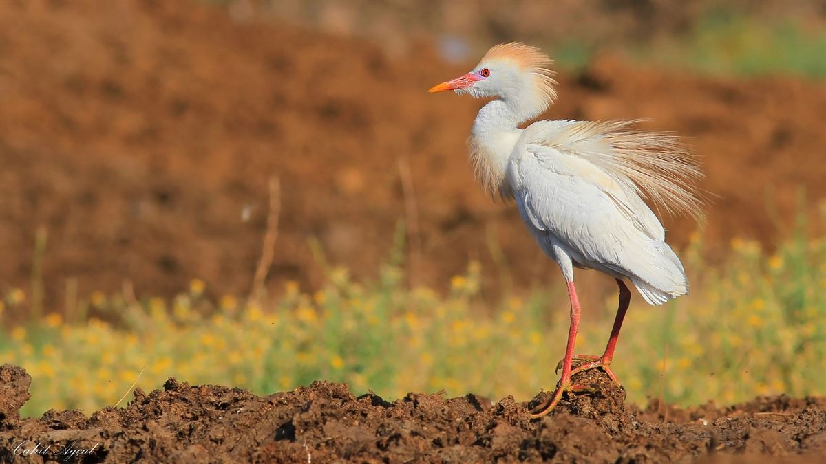 Western Cattle Egret