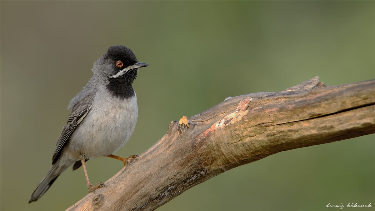 Rüppell`s Warbler