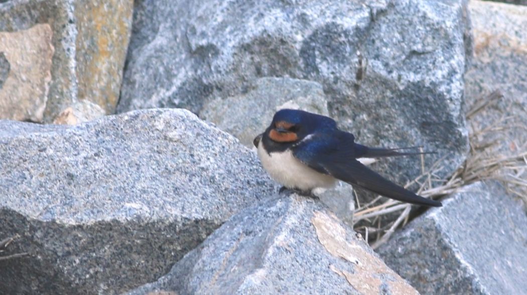Barn Swallow