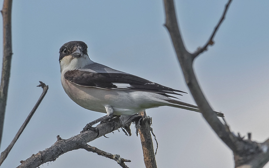 Lesser Grey Shrike