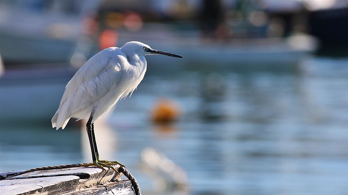 Little Egret