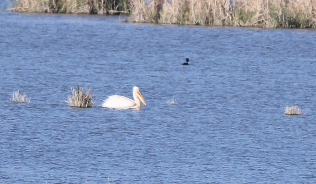 Great White Pelican