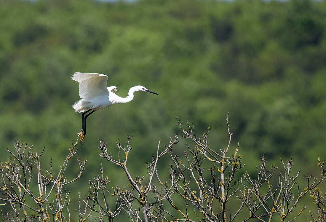 Little Egret