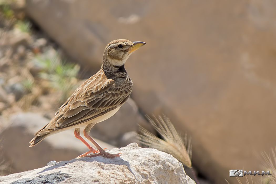 Calandra Lark
