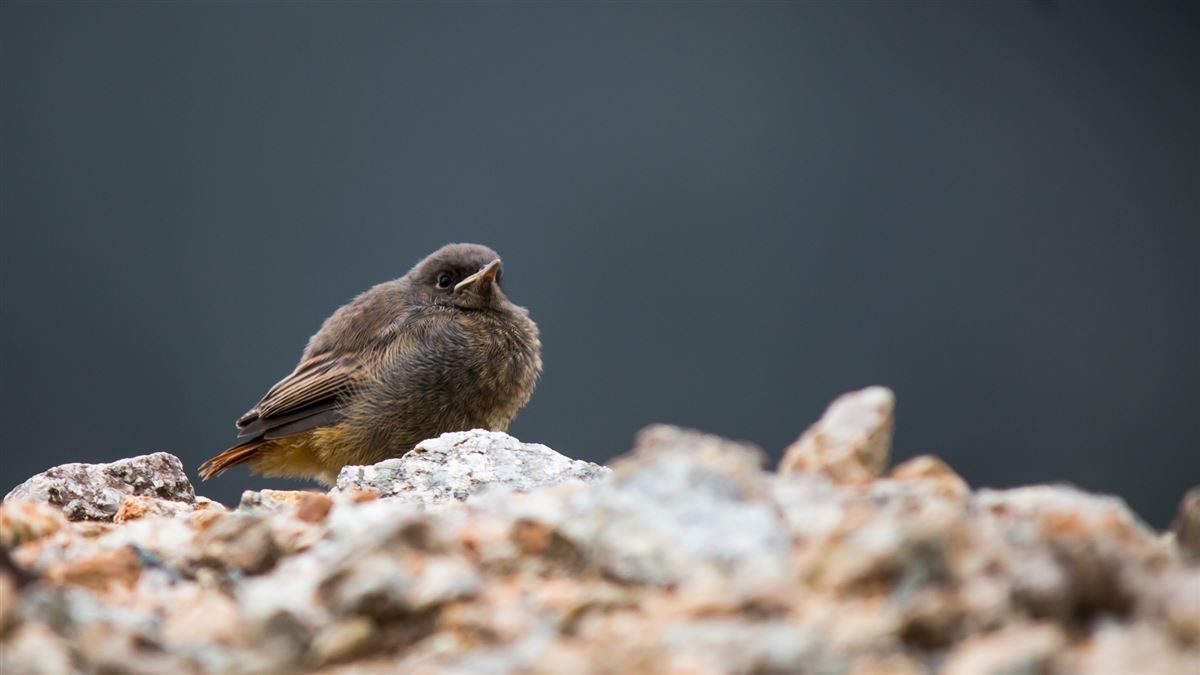 Black Redstart