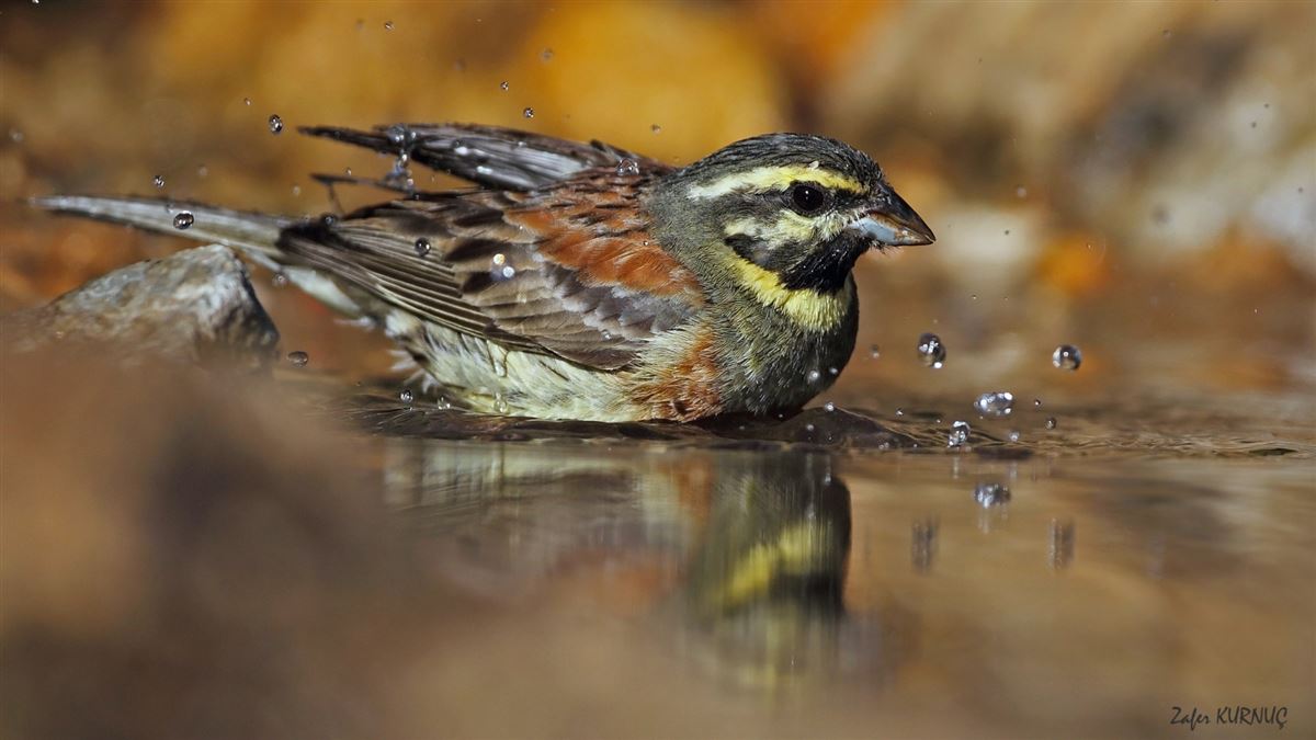 Cirl Bunting