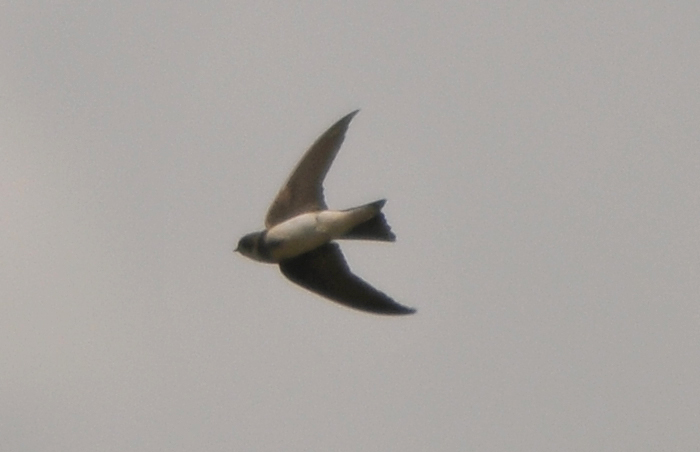 Sand Martin