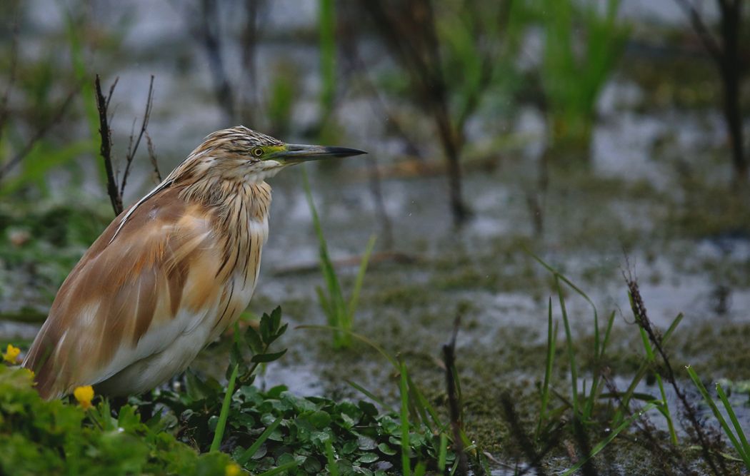 Squacco Heron