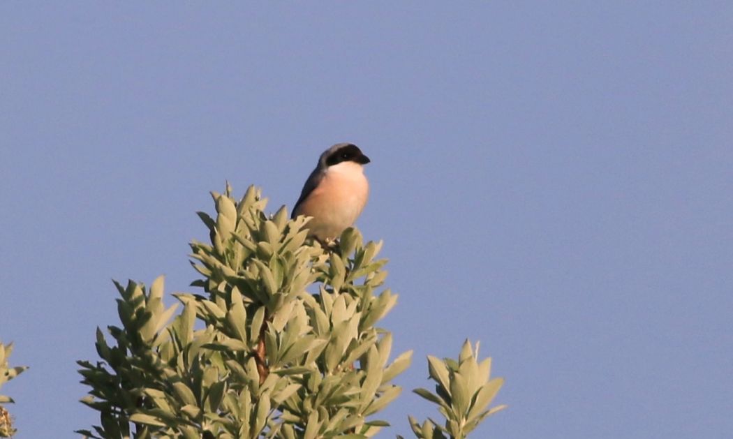 Lesser Grey Shrike
