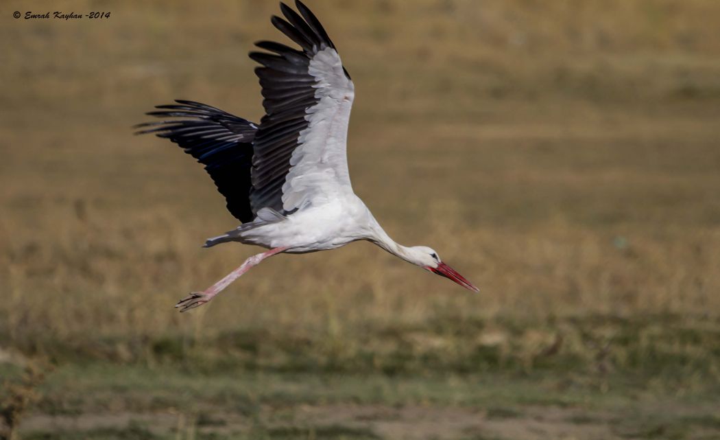 White Stork