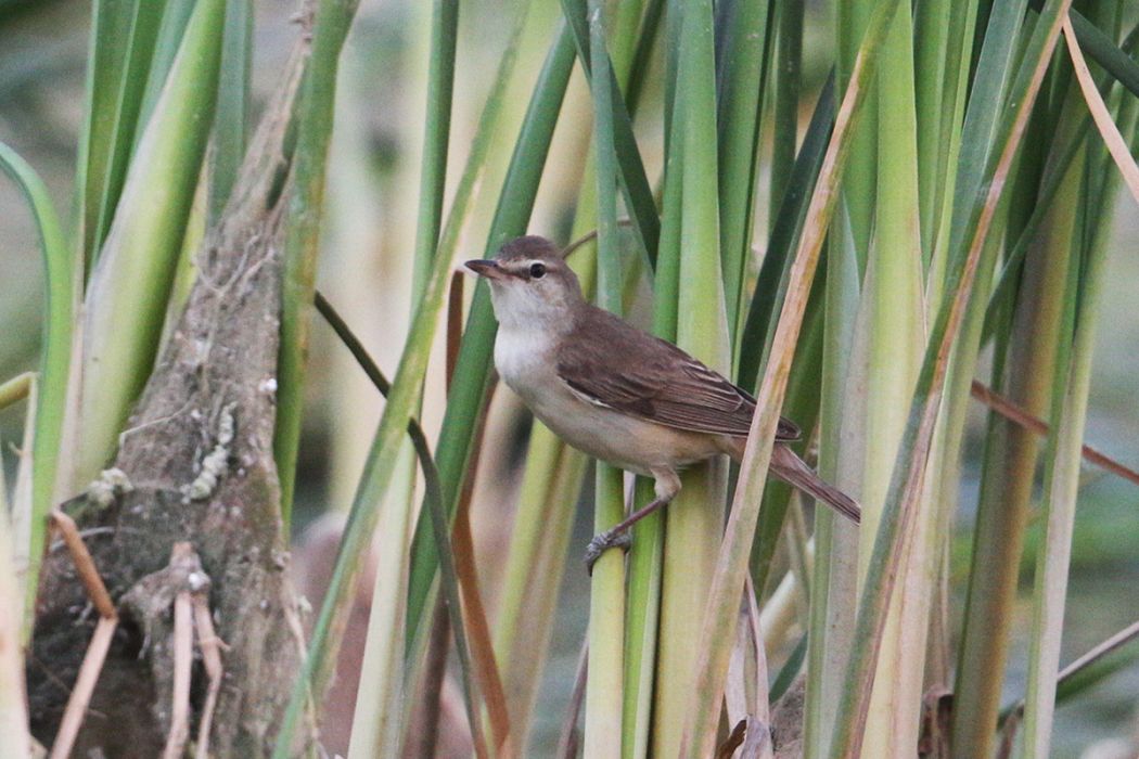 Great Reed Warbler