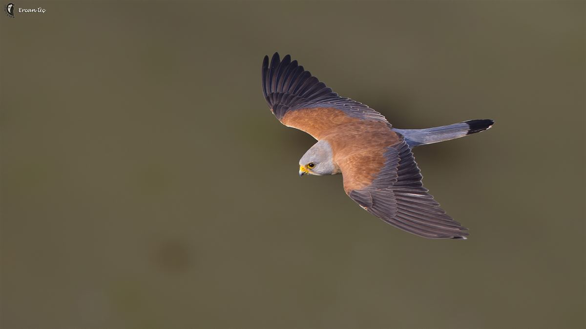 Lesser Kestrel