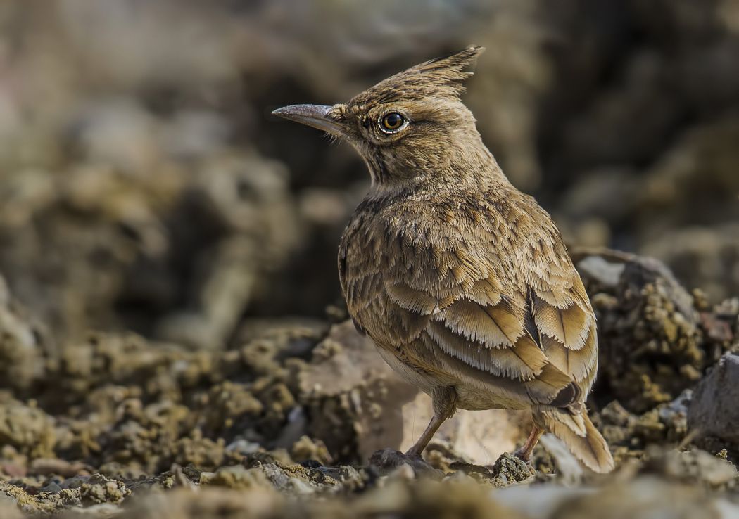 Crested Lark