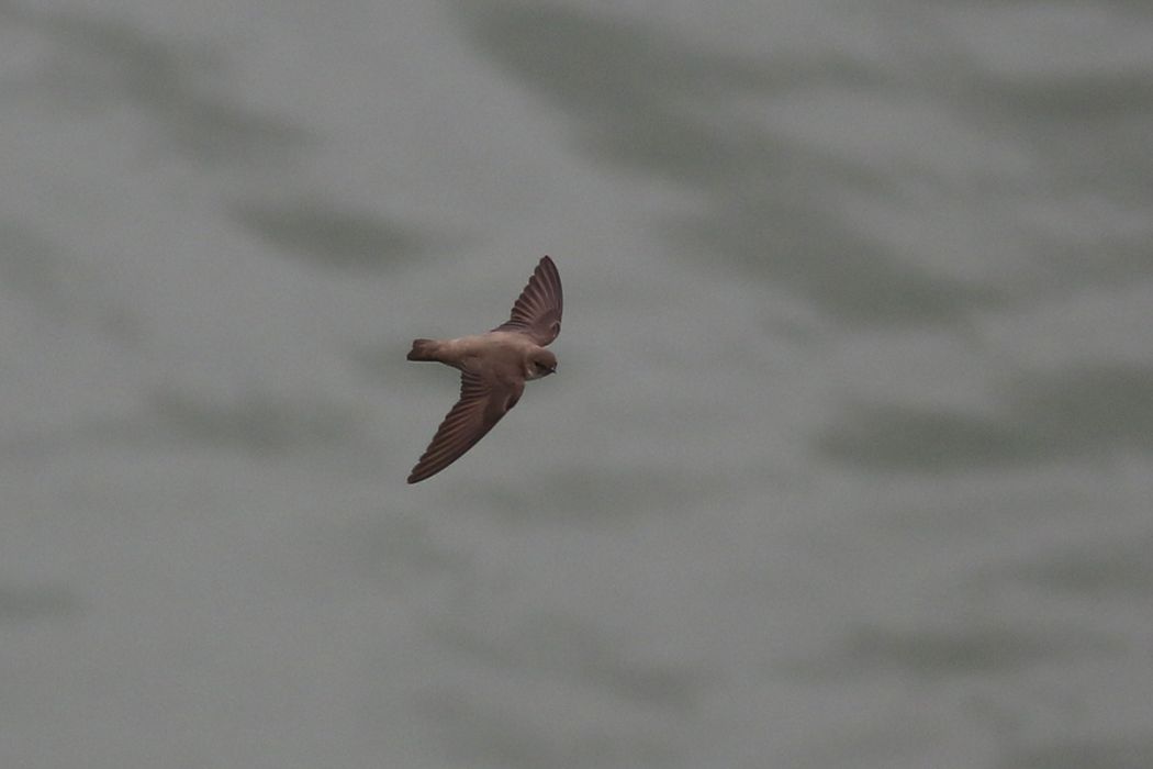 Eurasian Crag Martin