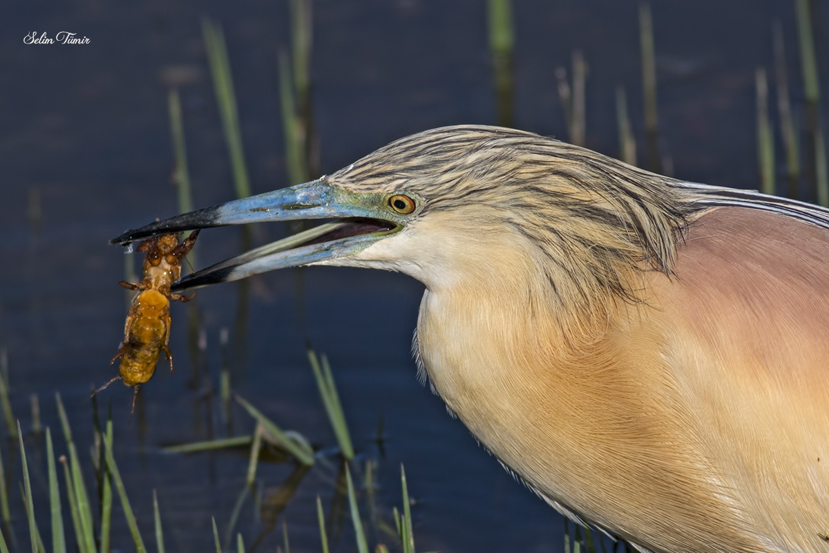 Squacco Heron
