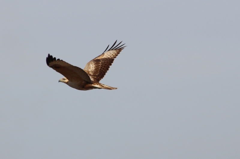 Long-legged Buzzard