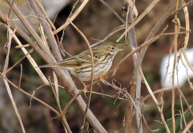 Meadow Pipit