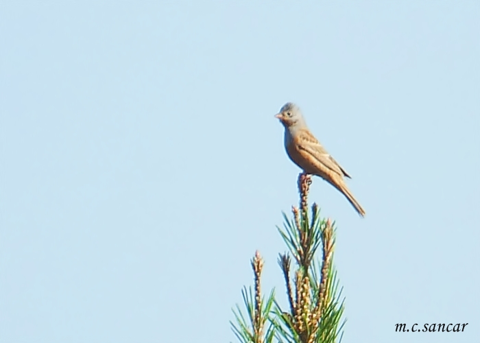 Cretzschmar`s Bunting