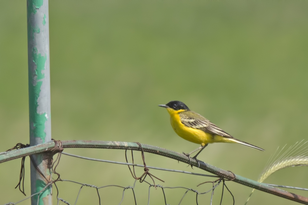 Western Yellow Wagtail
