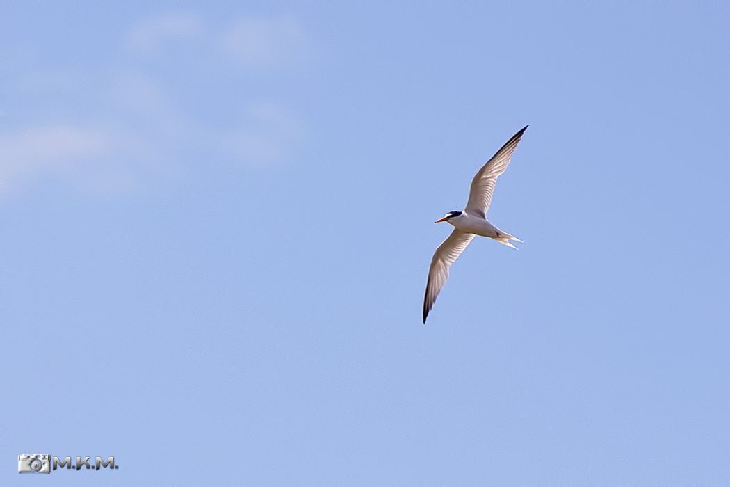 Little Tern