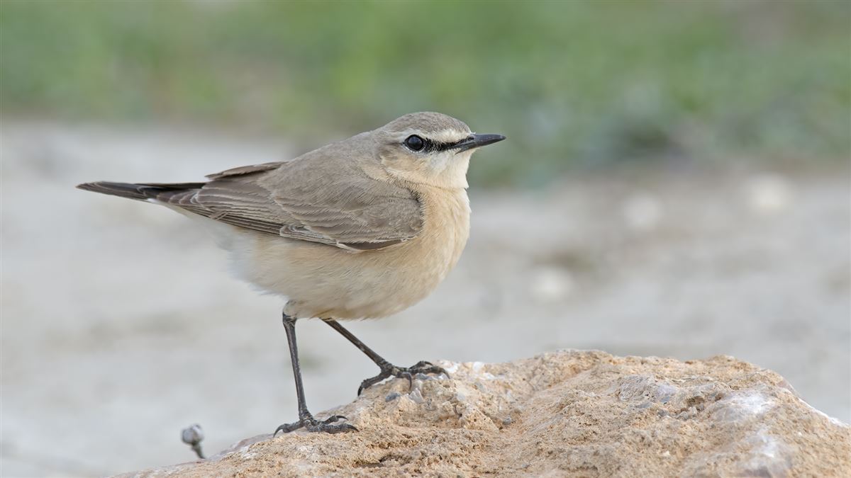 Isabelline Wheatear