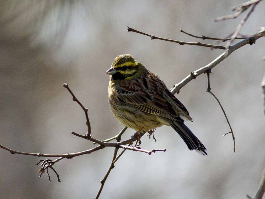 Cirl Bunting