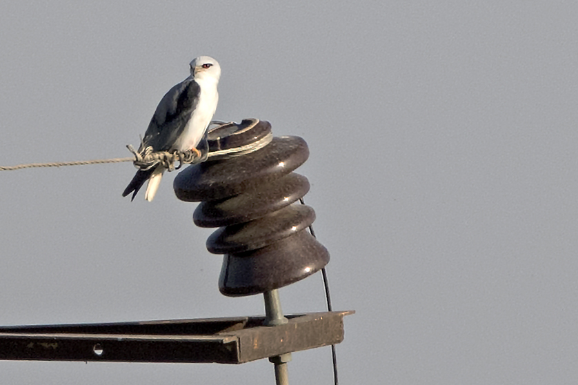 Black-winged Kite