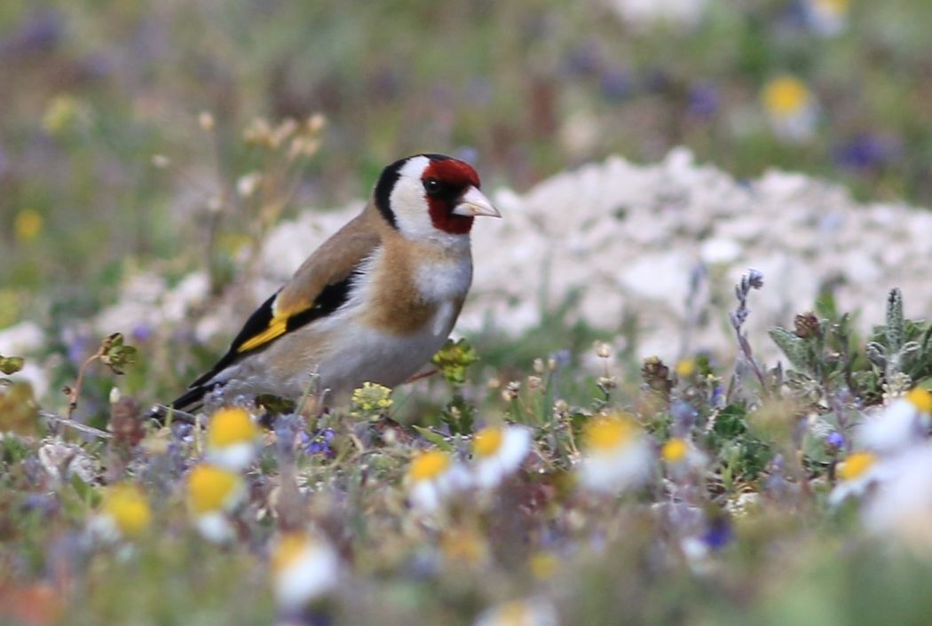 European Goldfinch