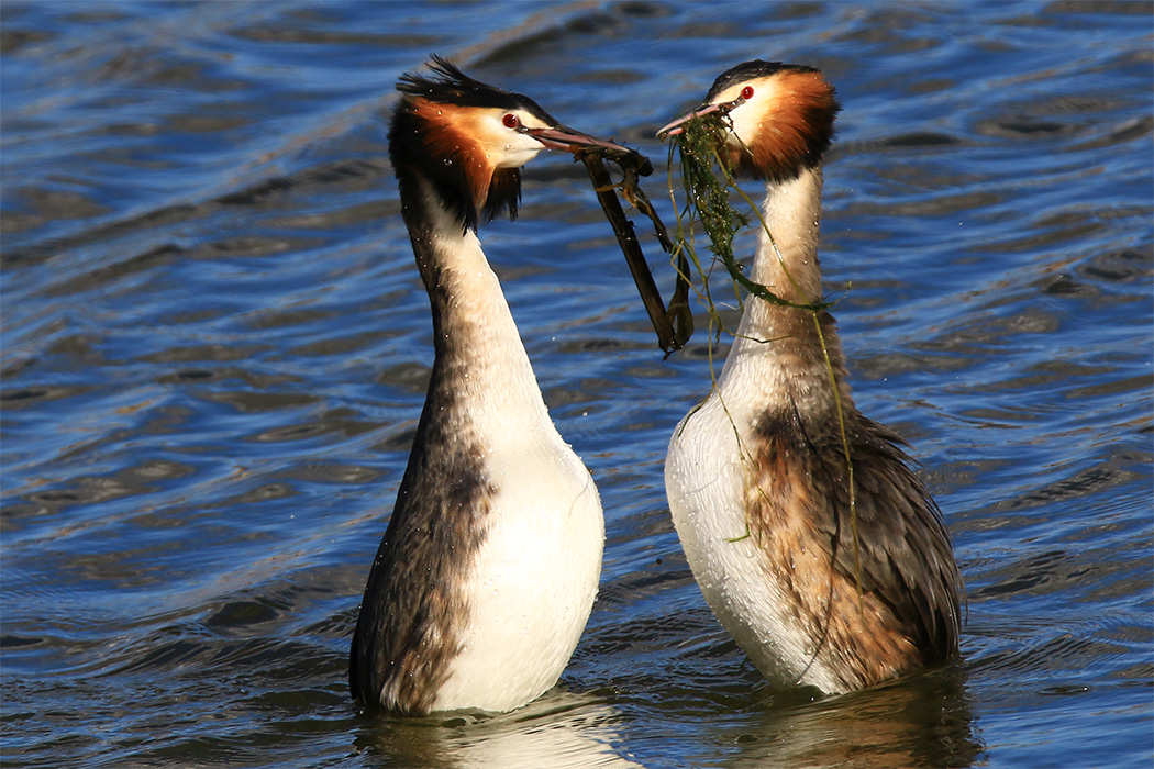 Great Crested Grebe