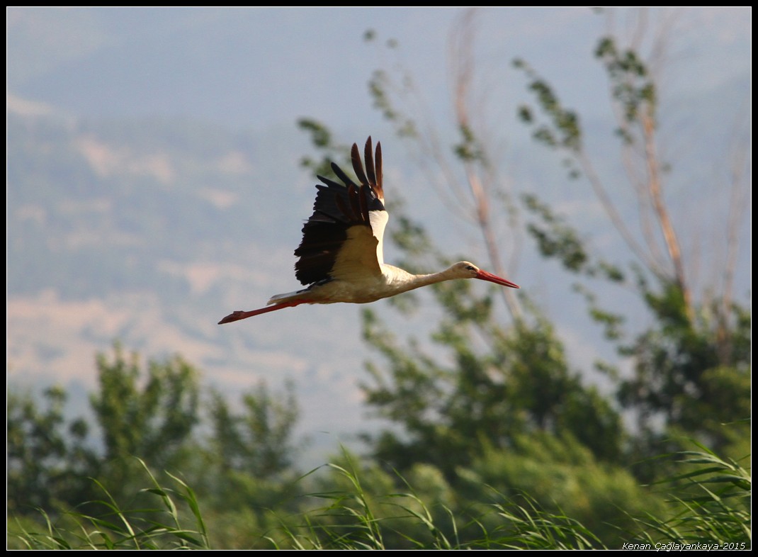 White Stork