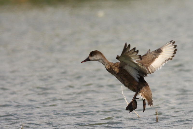 Red-crested Pochard