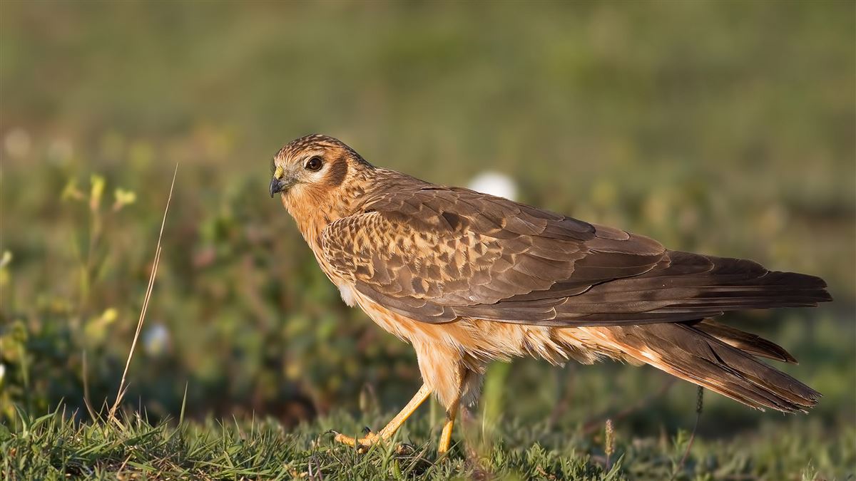 Montagu`s Harrier
