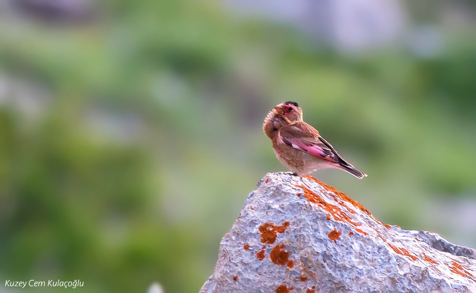 Crimson-winged Finch