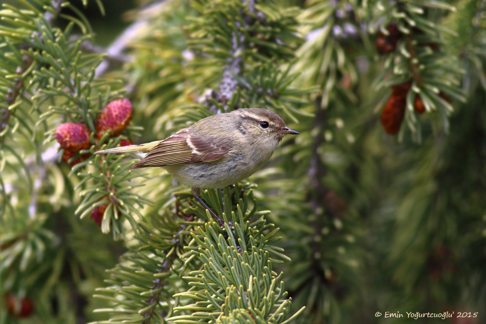 Hume`s Leaf Warbler