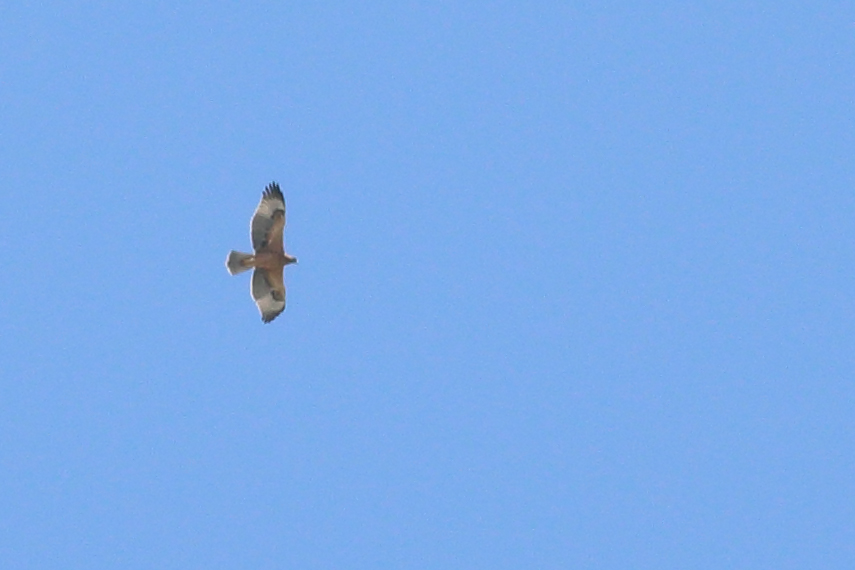 Bonelli`s Eagle