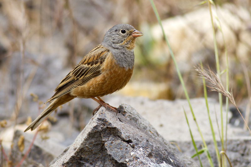 Cretzschmar`s Bunting