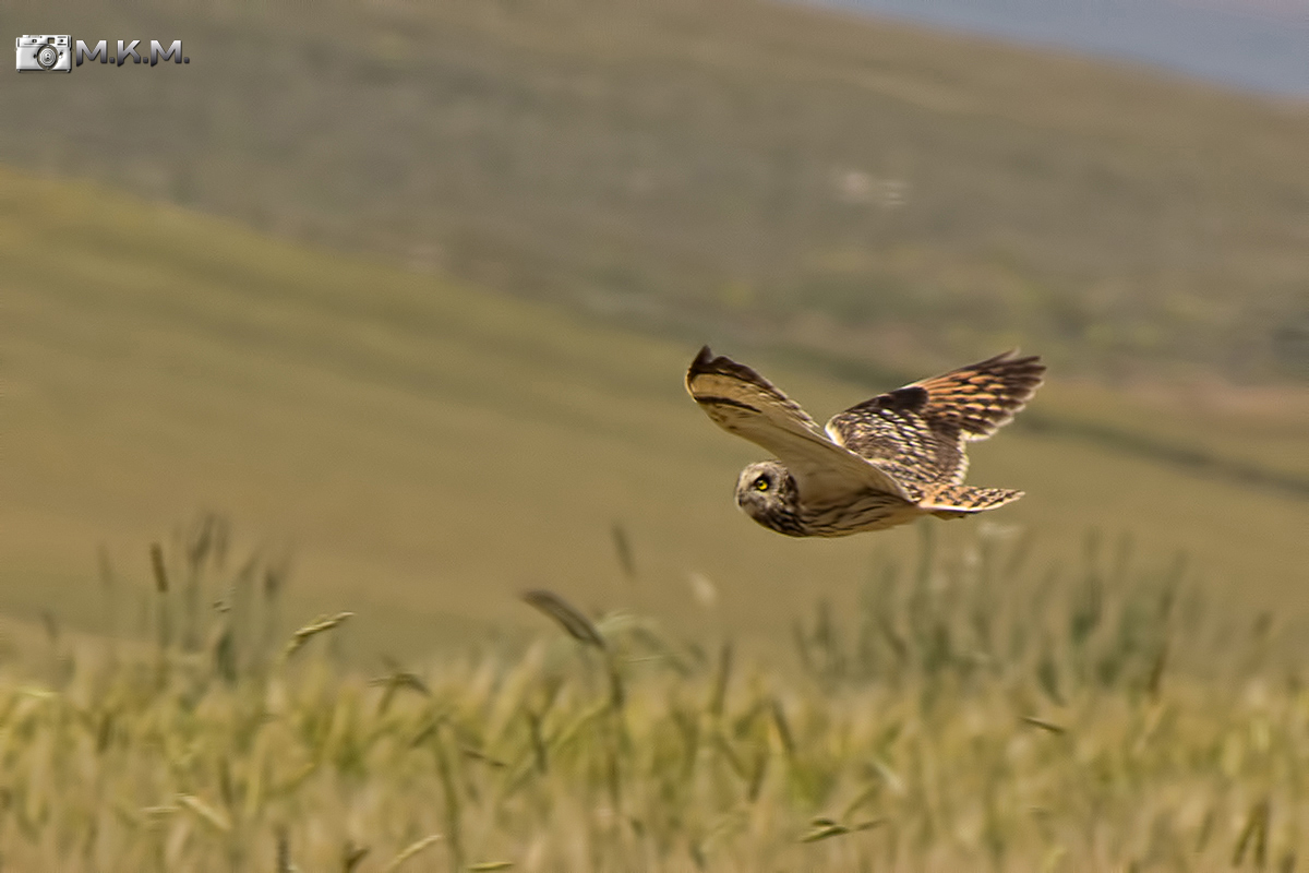 Short-eared Owl
