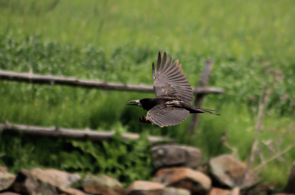Rook