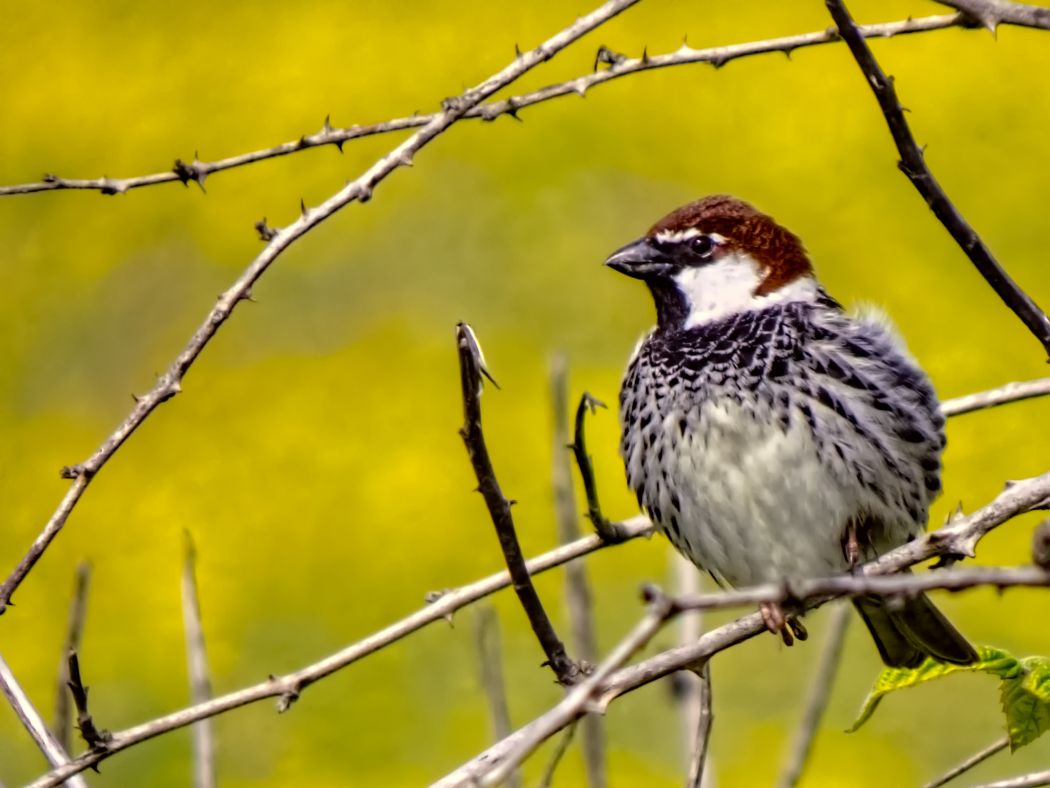 Spanish Sparrow
