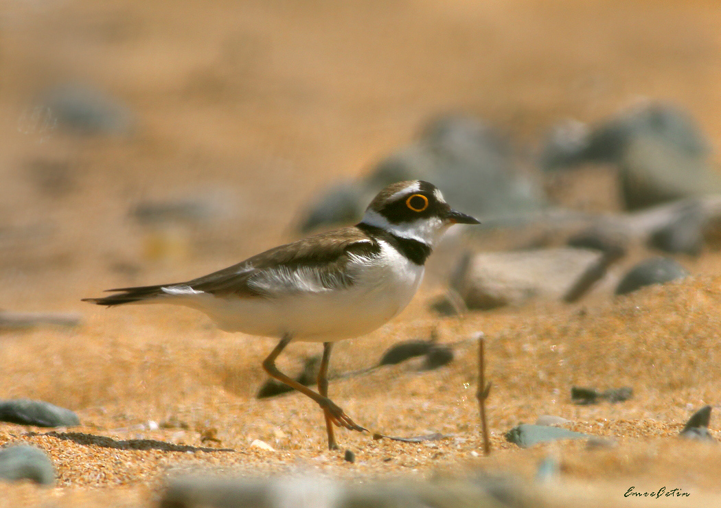 Little Ringed Plover