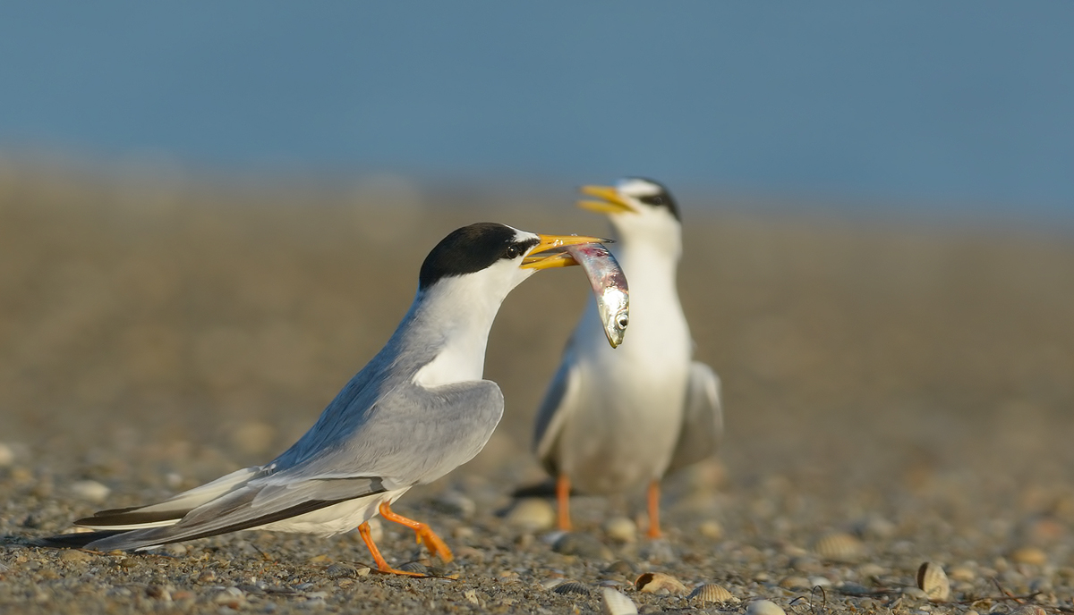 Little Tern