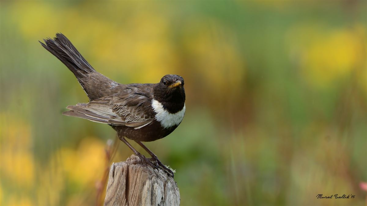 Ring Ouzel