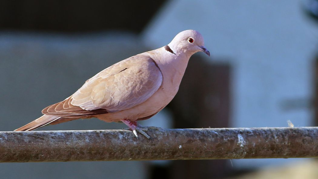 Eurasian Collared Dove