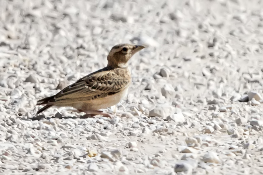 Bimaculated Lark